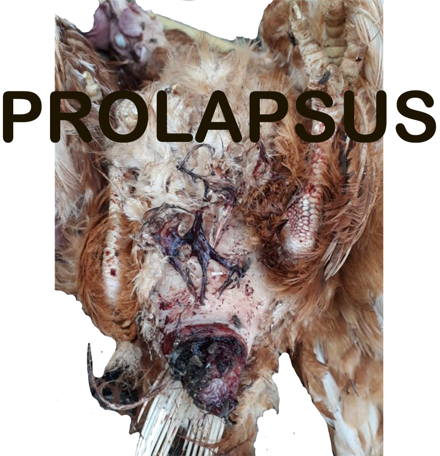Prolapsus